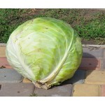 Дижон F1 10000 семян белокочанной капусты, Libra Seeds, Нидерланды